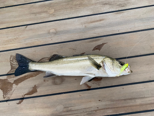 シーバスの釣果