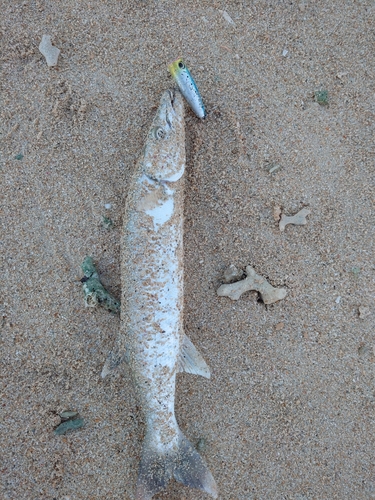 オニカマスの釣果