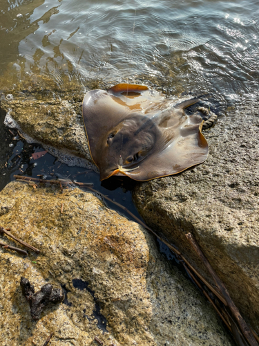 アカエイの釣果