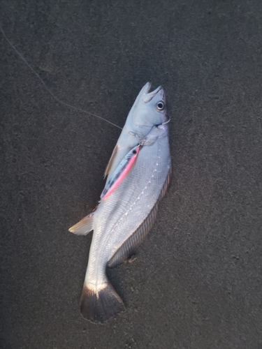 ニベの釣果