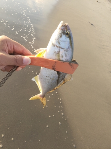 ショゴの釣果