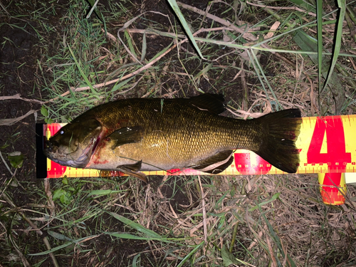 スモールマウスバスの釣果