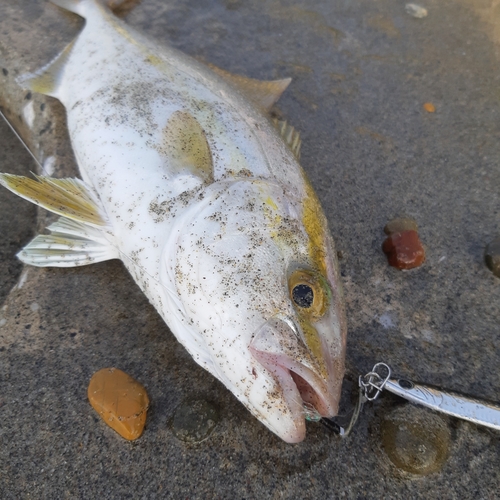 ショゴの釣果