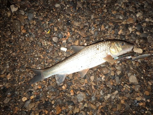 ニゴイの釣果