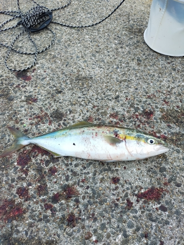 ハマチの釣果