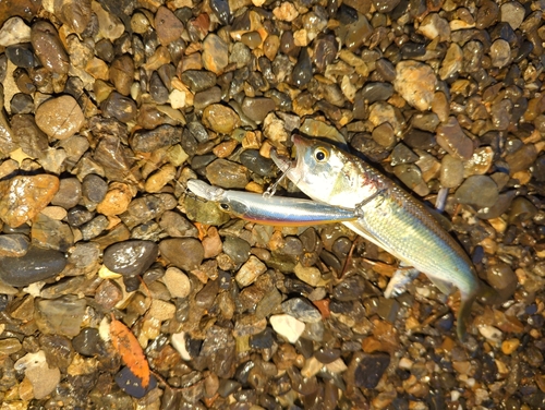 ハスの釣果