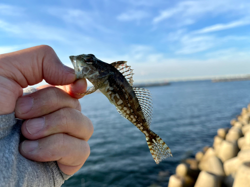 アナハゼの釣果