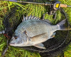 キビレの釣果