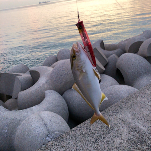 ネリゴの釣果