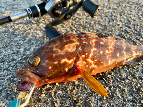 アコウの釣果