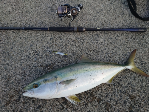 ハマチの釣果