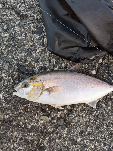 ショゴの釣果