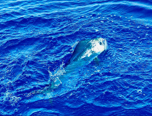 シイラの釣果