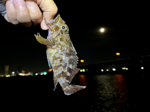 ガシラの釣果