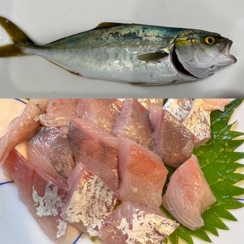 ツバスの釣果