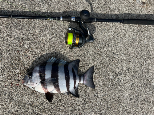 イシダイの釣果