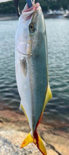 ツバスの釣果