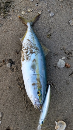 ヤズの釣果