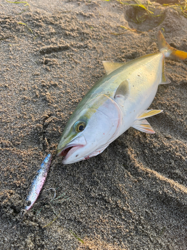 イナダの釣果