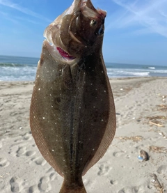 ソゲの釣果