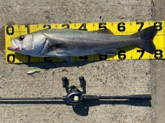 シーバスの釣果