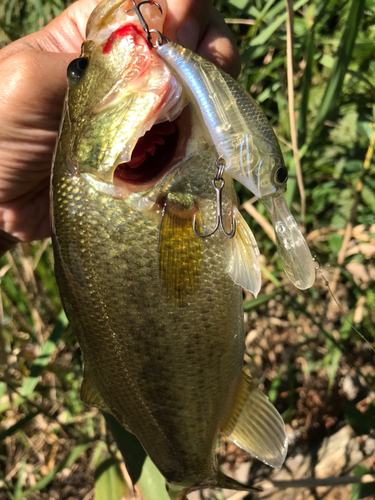 ブラックバスの釣果