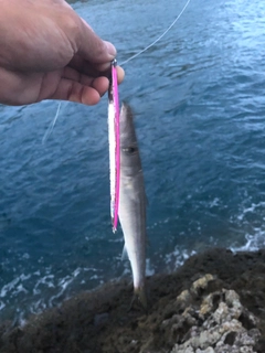 カマスの釣果