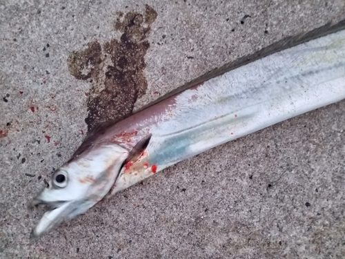 タチウオの釣果