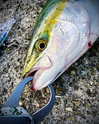 ハマチの釣果