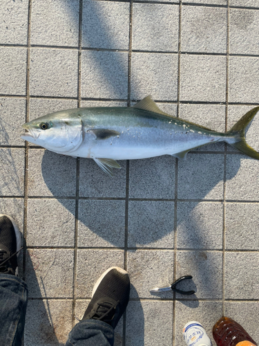 ハマチの釣果