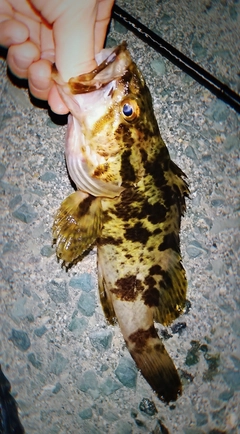 タケノコメバルの釣果