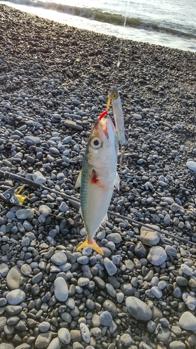 キスの釣果