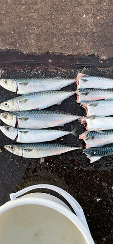 サバの釣果