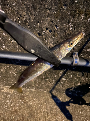 カマスの釣果