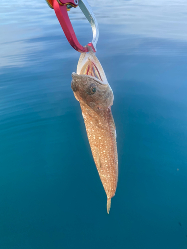 エソの釣果