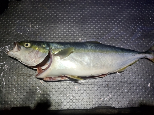 ハマチの釣果