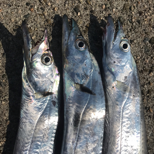 タチウオの釣果