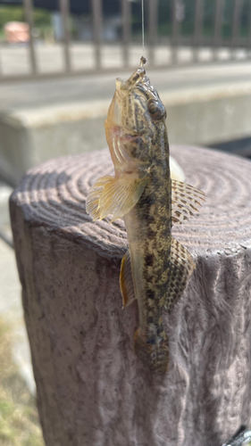 マハゼの釣果