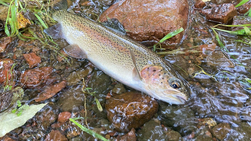 アメマスの釣果