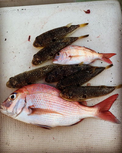 タイの釣果