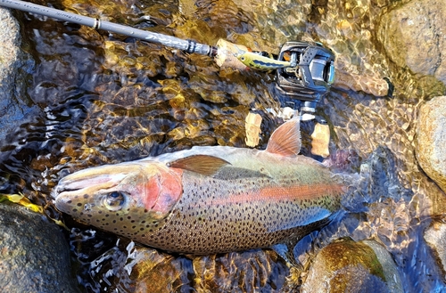 ニジマスの釣果