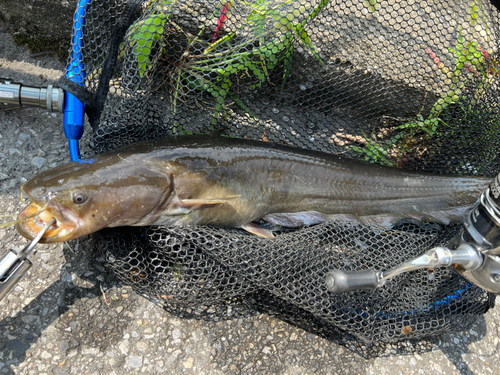 ナマズの釣果