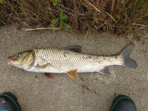 ニゴイの釣果