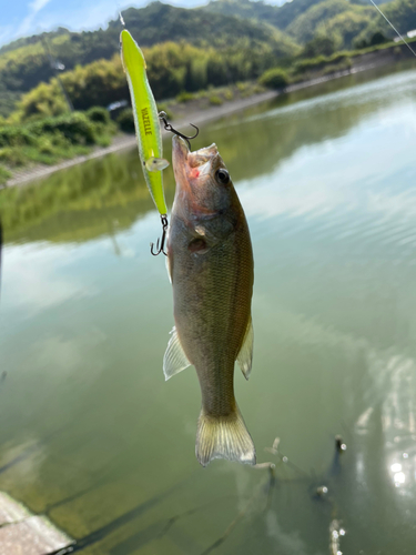 釣果