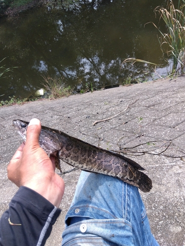 ライギョの釣果