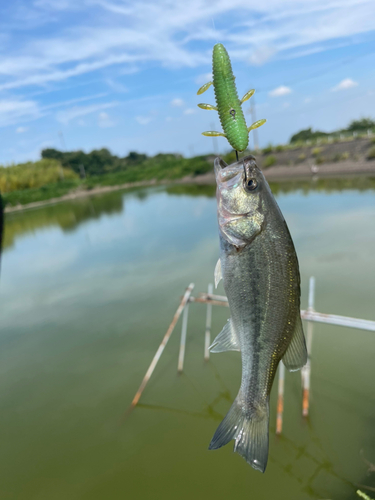 釣果