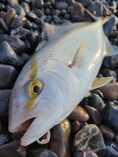 カンパチの釣果