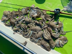 タコの釣果