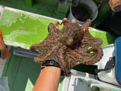 タコの釣果