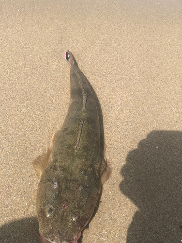 マゴチの釣果